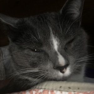 Meet your Posher, Annabelle